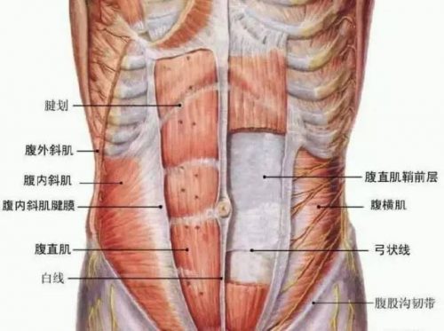 abcrack,也称为"腹沟,它是腹部中间连接肚脐到胸部的一条凹陷的线条