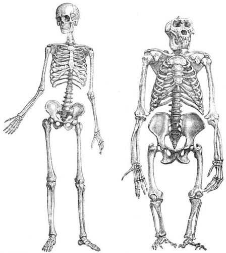 人类和猿类骨骼